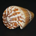 DSC08216.JPG