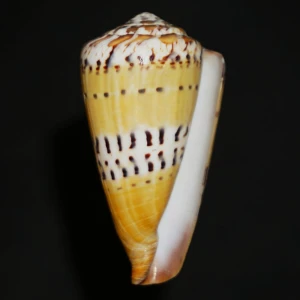 Muszla stożka Conus mustelinus (Hwass, C.H. in Bruguiere, 1792) XL1