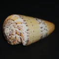 DSC08220.JPG