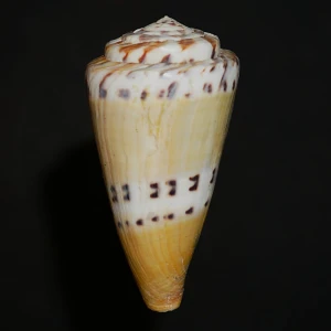 Muszla stożka Conus mustelinus (Hwass, C.H. in Bruguiere, 1792) n.7