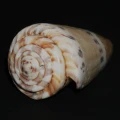 DSC08225.JPG