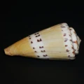 DSC08226.JPG