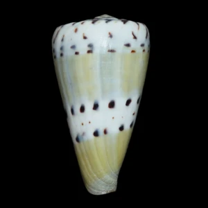 Muszla stożka Conus mustelinus melinus (Shikama, 1964) n.1
