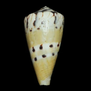 Muszla stożka Conus mustelinus melinus (Shikama, 1964) n.2