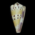 DSC08234.JPG