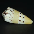 DSC08235.JPG