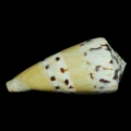 DSC08236.JPG