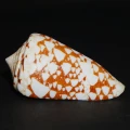 DSC08240.JPG