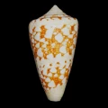 DSC08242.JPG