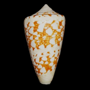 Muszla stożka Conus ammiralis (Linne, 1758) n.10