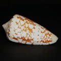 DSC08244.JPG