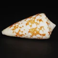 DSC08245.JPG