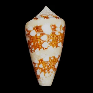 Muszla stożka Conus ammiralis (Linne, 1758) n.12