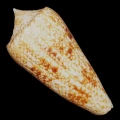 DSC08255.JPG