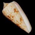 DSC08256.JPG