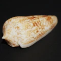 DSC08258.JPG
