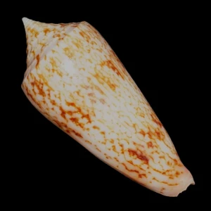 Muszla stożka Conus neptunus (Reeve, 1843) n.2