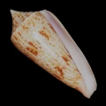 DSC08261.JPG