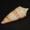 DSC08264.JPG