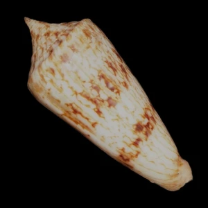 Muszla stożka Conus neptunus (Reeve, 1843) n.3