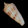 DSC08266.JPG