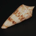DSC08269.JPG