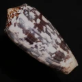 DSC08295.JPG