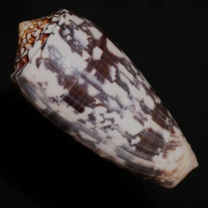 Muszla stożka Conus striatus (Linne, 1758) n.7