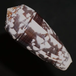 Muszla stożka Conus striatus (Linne, 1758) n.8