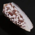 DSC08291.JPG