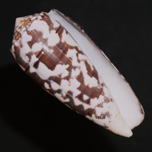 Muszla stożka Conus striatus (Linne, 1758) n.8