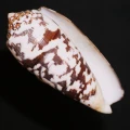 DSC08286.JPG