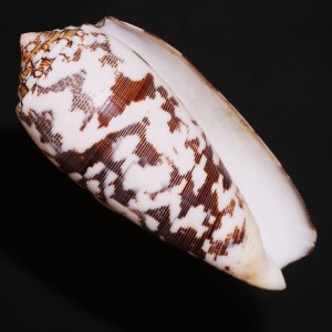 Muszla stożka Conus striatus (Linne, 1758) L.1