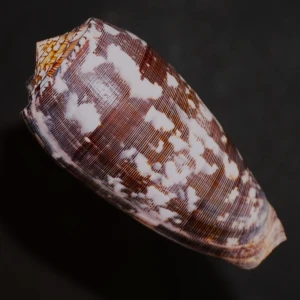 Muszla stożka Conus striatus (Linne, 1758) L.2