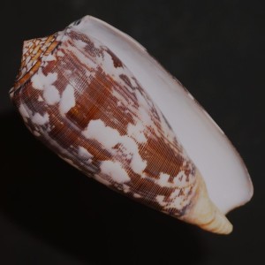 Muszla stożka Conus striatus (Linne, 1758) L.2