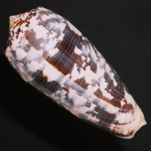 Muszla stożka Conus striatus (Linne, 1758) XXL.1