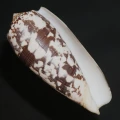 DSC08276.JPG