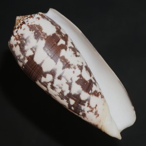 Muszla stożka Conus striatus (Linne, 1758) XXL.1