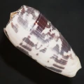 DSC08270.JPG