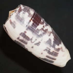 Muszla stożka Conus striatus (Linne, 1758) XXL.2