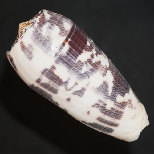 DSC08270.JPG