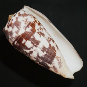 Muszla stożka Conus striatus (Linne, 1758) XXL.2