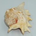 DSC08303.JPG