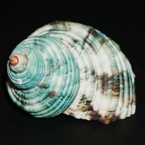 Muszla turbana Turbo argyrostomus (Linne, 1758) XL
