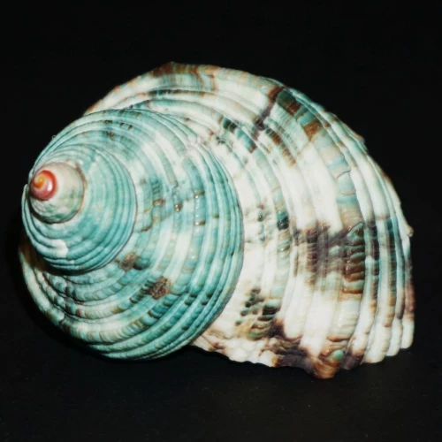 DSC08305.JPG