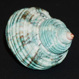 Muszla turbana Turbo argyrostomus (Linne, 1758) XL