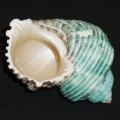 DSC08309.JPG