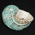 DSC08310.JPG