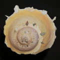 DSC08311.JPG