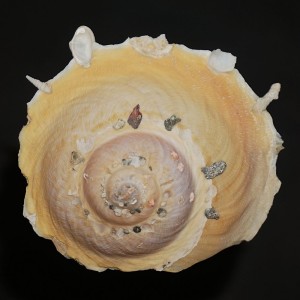 Muszla śmieciarki Stellaria chinensis (Philippi, 1841) n.5